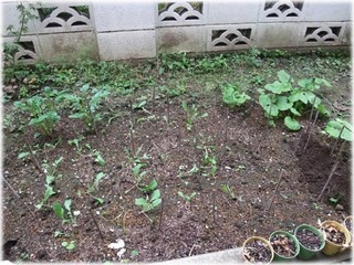 2008110916.jpg