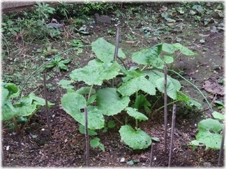 2008110917.jpg