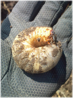 20120613.jpg
