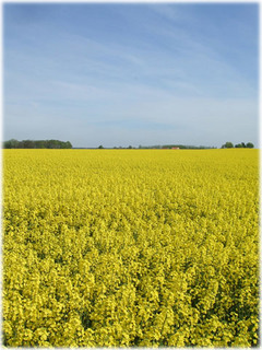 DSCF7645.jpg