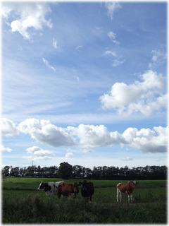 DSCF9429.jpg